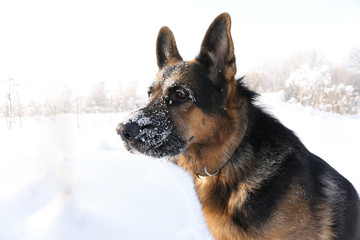 German shepherd dog on snow in winter day