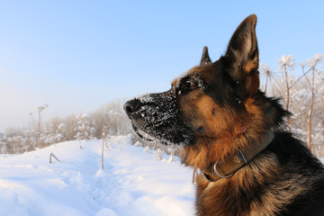 German shepherd dog on snow in winter day