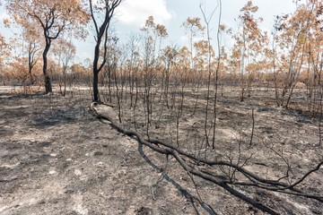 Burn cultivation, rainforest cut and burned to plant crops