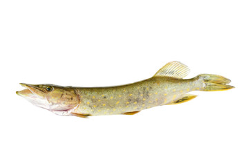 Fish pike isolated on white background