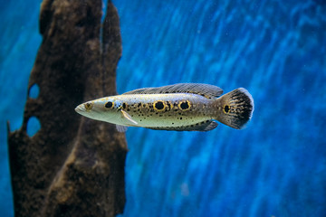 Fototapeta premium Fish in a tank