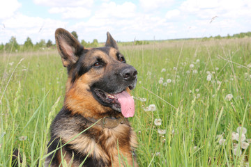Dog german shepherd on the field in summer day