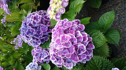 あじさい　hydrangea