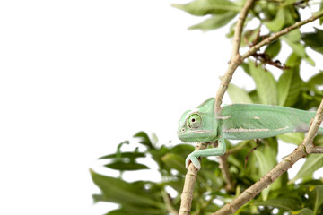 Green juvenile veiled chameleon (Chamaeleo calyptratus) walking on a branch isolate over white background