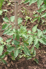 giovane pianta di pomodoro nell'orto
