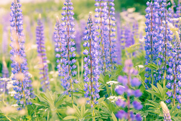 Blooming lupins flowers background