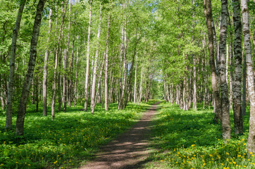 Path leading through the summer park