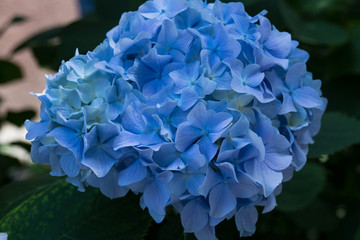 Blue hydrangea flowers