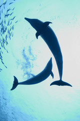 光射すイルカの親子 © ISPHOTO