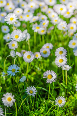 Fototapeta premium Field of blossoming daisies, close up