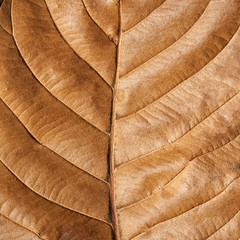 Old brown leaf texture background