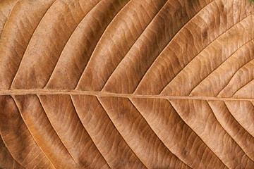 Old brown leaf texture background