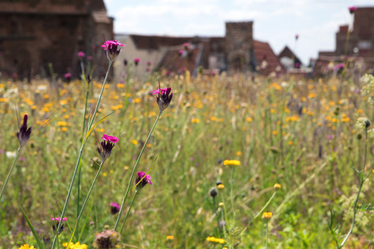 Fototapeta green roof, meadow with wildflowers on a roof in the old town