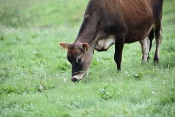 Jersey cattle