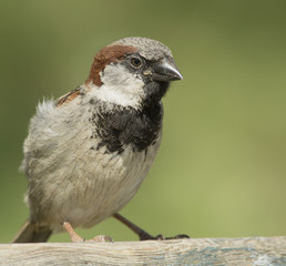 house sparrow