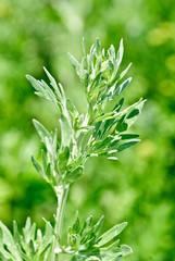 Wormwood (Artemisia absinthium L.) on green Background