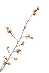 willow seals isolated on white