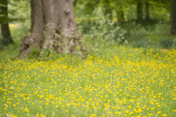 Beautiful landscape image of meadow of Spring buttercups with sh
