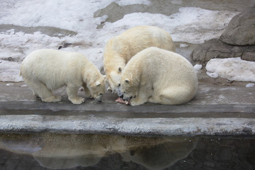Три полярных медведя за приёмом пищи.