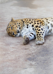 Амурский леопард