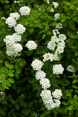 Bush of white flowers