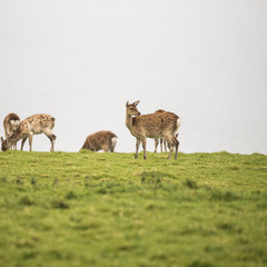 Naklejka na ściany i meble Female sika deer grazing on open grassland on overcast day