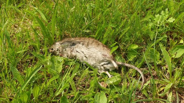 Dead brown rat Rattus norvegicus with flies crawling on it, green plants background.