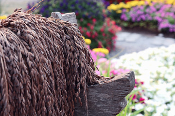 paddy or rice grain (Thai riceberry) hang on the wood and green rice plant in background.