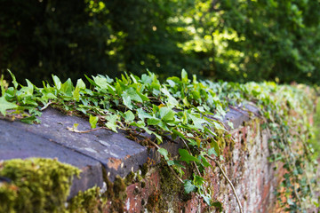 Obraz premium Old brick wall with moss and ivy growing on it