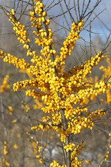 Branch of sea-buckthorn with berries.