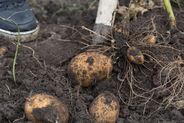 The tubers of potatoes lying in the ground