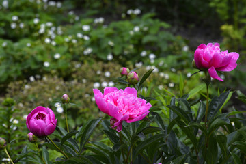 Fototapeta premium Flowering vines in the garden close-up
