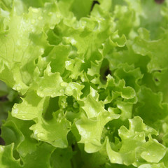 insalata riccia verde nell'orto