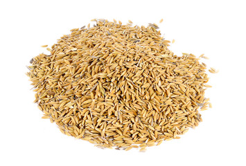 paddy grains on white background