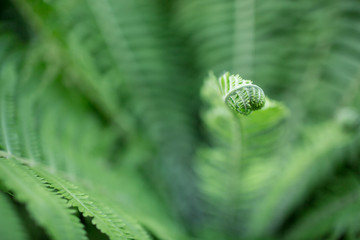 Curly fern sprout close up, selective focus