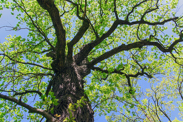 The oak tree in the rays of the sun