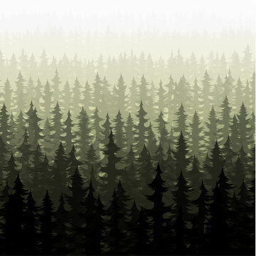 Nature forest landscape pine fir. Nature forest pine trees