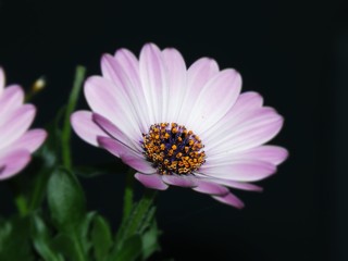 Fleur macro, couleur violette.