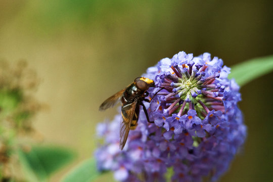 Close-up of bee pollinating flower