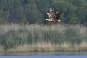 Seeadler im Flug