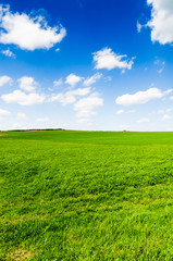Fototapeta premium green field and blue sky
