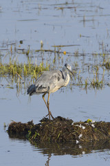 Graureiher am Morgen