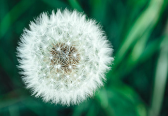 Pusteblume