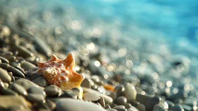 Conch shell on beach