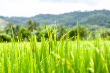 Green Terraced Rice Field in Mae La Noi, Maehongson Province, Thailand