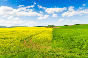 Fototapeta premium Yellow oilseed rape field under the blue sky with sun