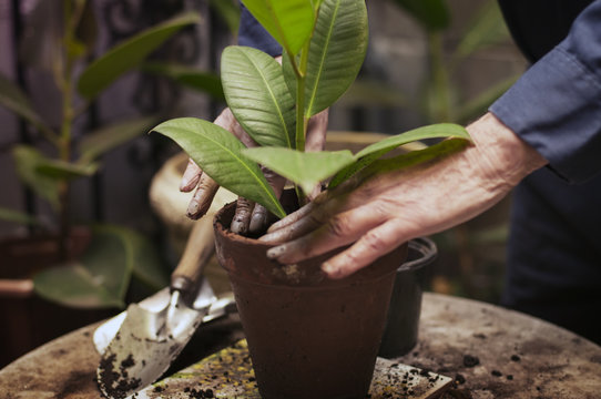 Close up of man's hand planting