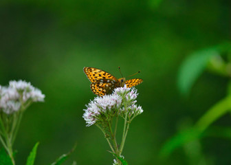 ウラギンヒョウモン蝶　ヒヨドリ草　緑背景　
Butterfly and wild flower.