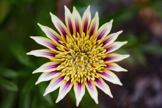 Naklejki Close up of flower