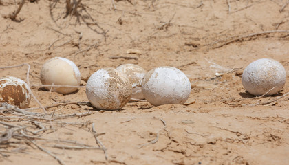 Fototapeta na wymiar ostrich eggs in the desert